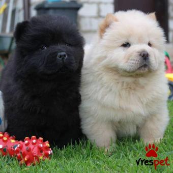 Ράτσα: Τσόου Τσόου - Chow chow | Ηλικία: 3 μηνών | Φύλο: Θηλυκό | Αρ. Microchip: 985116588734721 | Ιδιώτης | Εκπαιδευμένο | Pedigree | Περιοχή: Αθήνα, Αττική